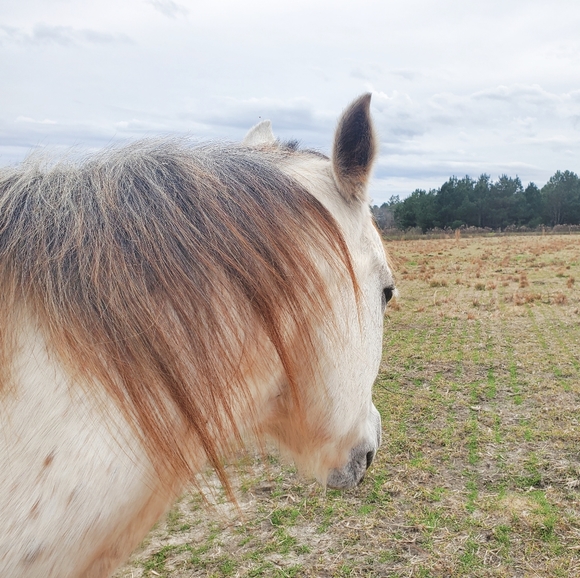 Meet your Posher, Heather - Picture 1 of 2
